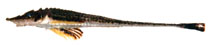 Image of Sarritor leptorhynchus (Longnose poacher)
