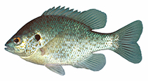 Image of Lepomis microlophus (Redear sunfish)