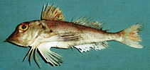 Image of Lepidotrigla omanensis (Oman gurnard)