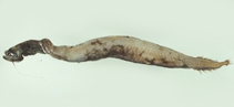 Image of Leptostomias robustus 