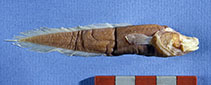 Image of Lucifuga lucayana (Lucaya cavebrotula)