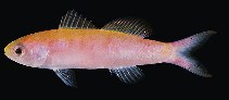 Image of Luzonichthys whitleyi (Whitley\