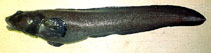 Image of Lycodes concolor (Ebony eelpout)