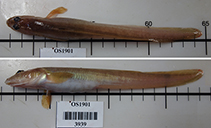 Image of Lycodes palearis (Wattled eelpout)