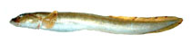 Image of Lycodes raridens (Marbled eelpout)