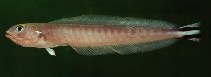 Image of Malacanthus brevirostris (Quakerfish)