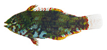 Image of Macropharyngodon pakoko (Pakoko wrasse)