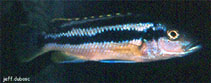 Image of Melanochromis kaskazini 