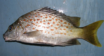 Image of Mesopristes kneri (Orange-spotted therapon)