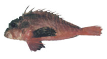 Image of Minous dempsterae (Obliquebanded stingfish)
