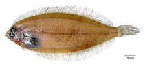 Image of Monolene antillarum (Slim flounder)