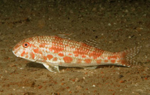 Image of Mullus auratus (Red goatfish)