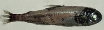Image of Myctophum affine (Metallic lantern fish)