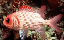 Image of Myripristis hexagona (Doubletooth soldierfish)