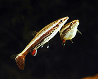 Image of Nannostomus eques (Brown pencilfish)