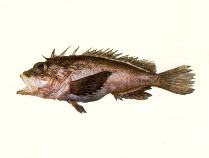 Image of Neocentropogon aeglefinus (Onespot waspfish)