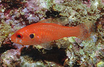 Image of Neamia notula (Gillspot cardinalfish)