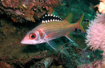 Image of Neoniphon opercularis (Blackfin squirrelfish)