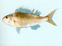 Image of Nemipterus peronii (Notchedfin threadfin bream)