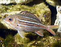 Image of Neoniphon vexillarium (Dusky squirrelfish)