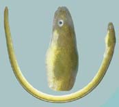 Image of Ophichthus lithinus (Evermann\