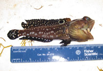 Image of Opistognathus robinsi (Spotfin jawfish)