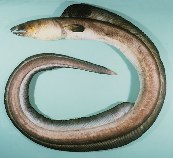 Image of Ophichthus altipennis (Highfin snake eel)