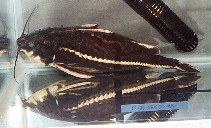 Image of Orinocodoras eigenmanni 