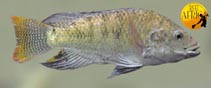 Image of Oreochromis spilurus (Sabaki tilapia)