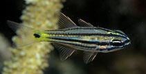 Image of Ostorhinchus compressus (Ochre-striped cardinalfish)