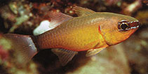 Image of Ostorhinchus komodoensis (Komodo cardinalfish)