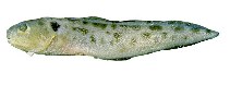 Image of Otophidium omostigma (Polka-dot cusk-eel)