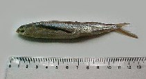Image of Oxyporhamphus micropterus (Bigwing halfbeak)
