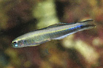 Image of Parioglossus aporos (Poreless dartfish)
