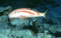 Image of Parupeneus chrysonemus (Yellow-threaded goatfish)