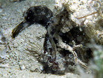 Image of Paraclinus fasciatus (Banded blenny)