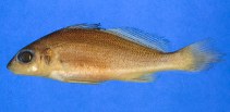 Image of Pachypops fourcroi (Guyanan croaker)