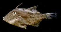 Image of Paramonacanthus frenatus (Wedgetail filefish)
