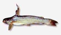 Image of Trachelyopterus peloichthys 