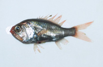 Image of Aulotrachichthys sajademalensis (Saya de Malha luminous roughy)