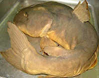 Image of Pardiglanis tarabinii (Somalian giant catfish)