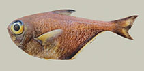Image of Pempheris peza (Blackfin sweeper)