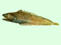 Image of Physiculus japonicus (Japanese codling)