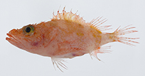 Image of Phenacoscorpius longirostris (Longsnout No-line Scorpionfish)