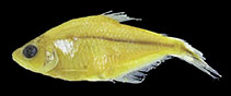 Image of Phenacogaster ojitata 