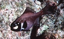Image of Photoblepharon palpebratum (Eyelight fish)