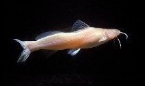 Image of Pimelodella kronei (Blind catfish)
