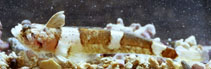 Image of Platygillellus brasiliensis (Brazilian sand stargazer)