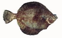 Image of Pleuronichthys decurrens (Curlfin sole)