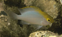 Image of Pomacentrus aurifrons (Yellowhead damselfish)